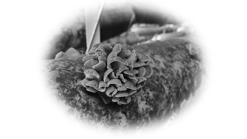 菌類生產中的黑白地膜使用指南